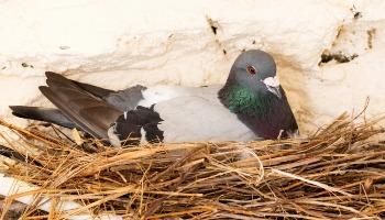 common pigeon sitting in nest on the porch of a house