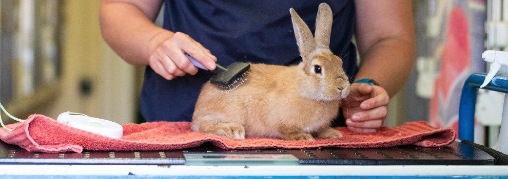 rabbit being groomed with a wire brush © RSPCA