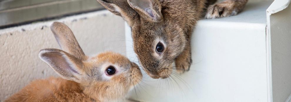 A pair of rabbits greet nose to nose at an RSPCA animal centre