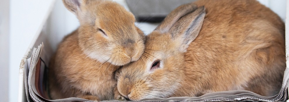 Keeping Rabbits & Other Animals Together | RSPCA
