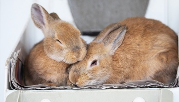 a pair of rabbits nestling together indoors © RSPCA