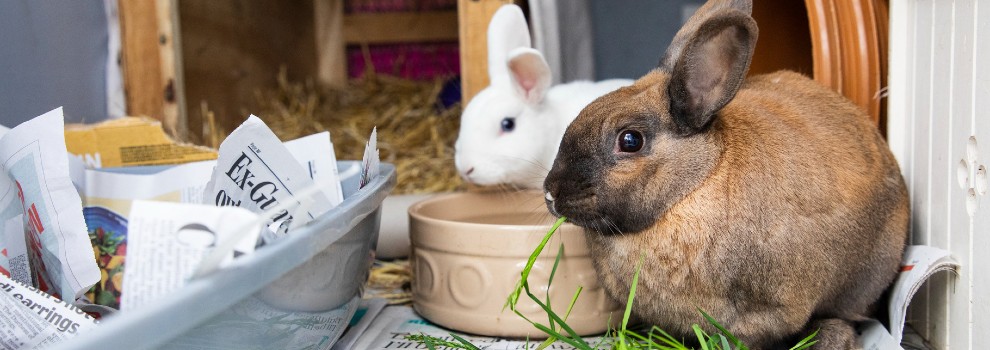 What Should Rabbits Eat? Rabbit Diet Plan | RSPCA