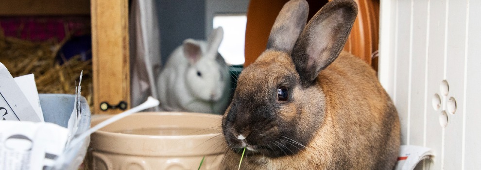 Common rabbit diet myths | RSPCA