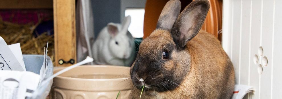 two rabbits next to feeding bowl © RSPCA