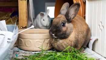 two rabbits next to feeding bowl