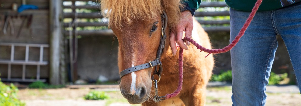 Forudsætning Barnlig krak Caring For Your Horse or Pony | RSPCA