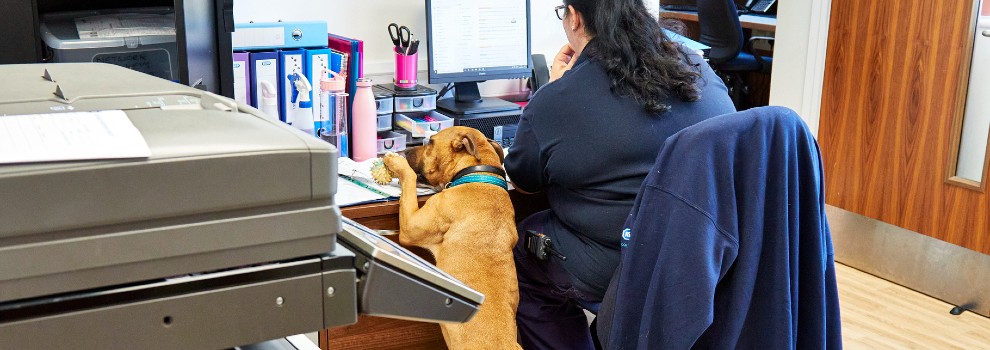 dog standing up against office desk next to woman working at computer © RSPCA