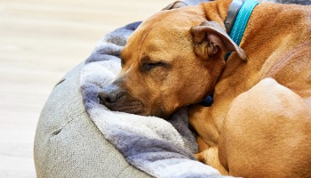 male dog asleep in dog bed © RSPCA