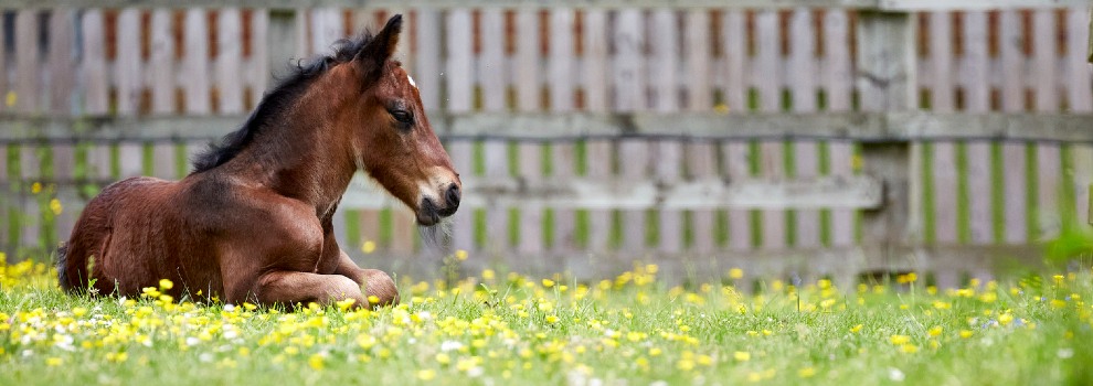 a foal lying down in a field with buttercups © RSPCA