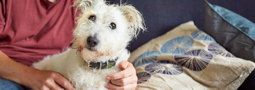 Pet Insurance Quotes For Dogs Rspca Dog Insurance - Get A Quote | Rspca