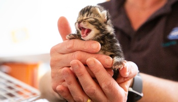 newborn kitten held in human hands © RSPCA