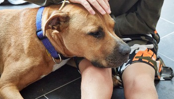 staffordshire bull terrier resting head on boys knees