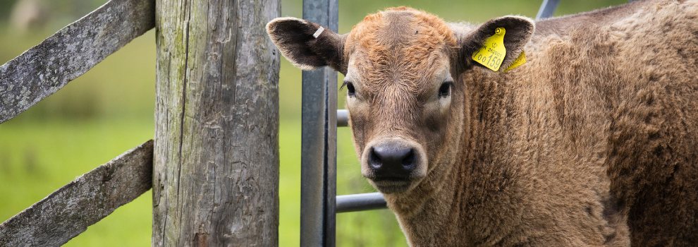 Beef Cattle Welfare - Main Issues | RSPCA Beef Cattle Welfare - Main Issues | RSPCA
