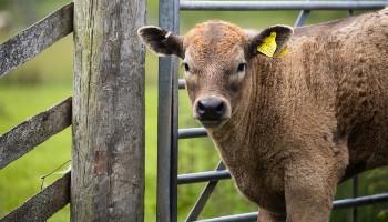 cow standing in a field by a gate