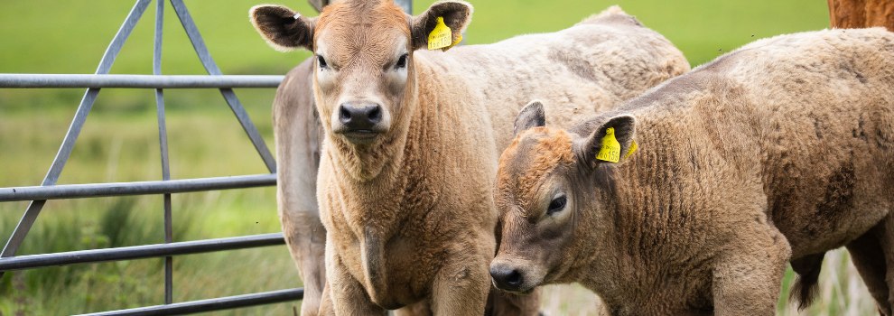 Animal Slaughter - Methods Used | RSPCA Animal Slaughter - Methods Used | RSPCA