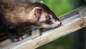ferret sniffing wooden ramp on outdoor pen