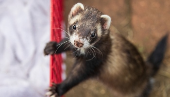What To Feed Your Ferret | RSPCA