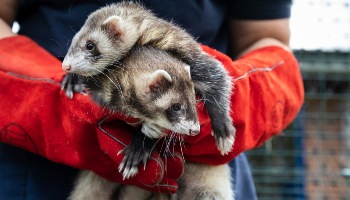 a pair of ferrets held together in gloved hands