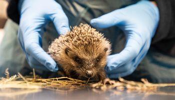 Hoglet being examined by vet surgeon at RSPCA Mallydams wood