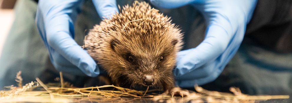 Hoglet being examined by vet surgeon at RSPCA Mallydams wood