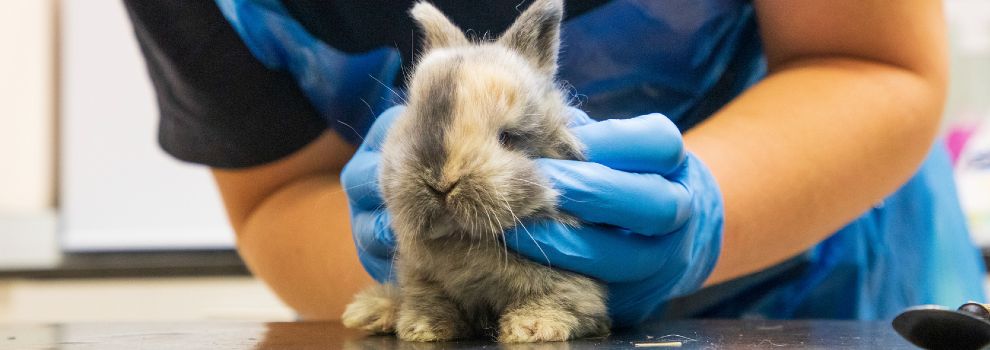 vet examining a rabbit