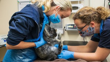 two veterinary surgeons examining adult rabbit © RSPCA