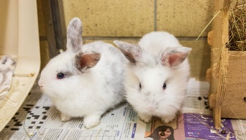 two white domestic rabbits side by side © RSPCA
