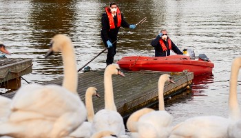 Animal water rescue team approaching swans