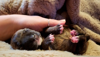 bull terrier puppy lying next to human hand