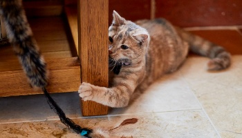 6 month old kitten playing indoors © RSPCA
