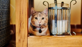 cat sitting under furniture indoors © RSPCA
