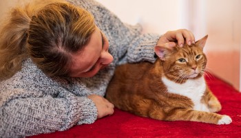 foster carer stroking ginger cat to bond with them and help rehabilitate to improve chance of finding a permanent home