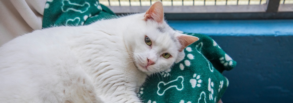 white and grey domestic cat lying down in basked © RSPCA