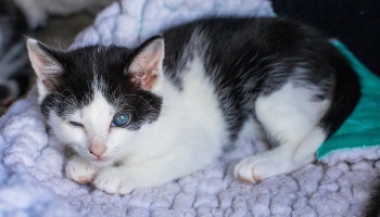 kitten lying on a blanket with one eye open © RSPCA