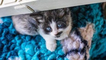 kitten on blanket © RSPCA