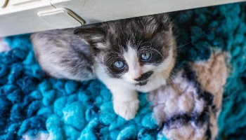 kitten on blue run looking up from under a shelf © RSPCA