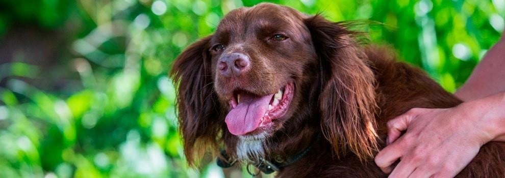 panting springer spaniel in a garden on a hot summers day