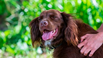 panting springer spaniel in a garden on a hot summers day