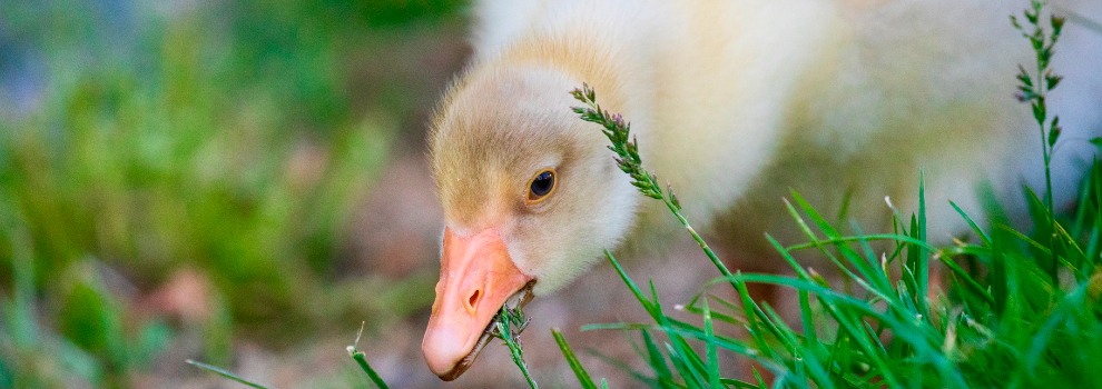 gosling grazing grass © RSPCA