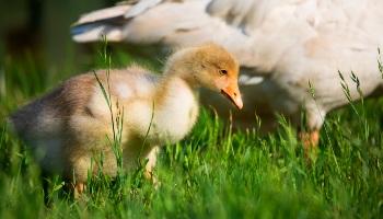 gosling and goose walking in grass