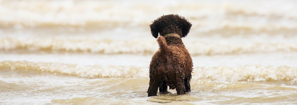 are ice cubes bad for dogs in the heat