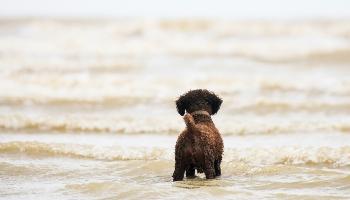 crossbreed dog cooling off in the sea