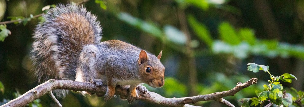 Grey Squirrel Welfare - Difference Between Grey & Red Squirrel | RSPCA