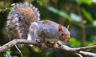 Grey squirrel on a branch of a tree.