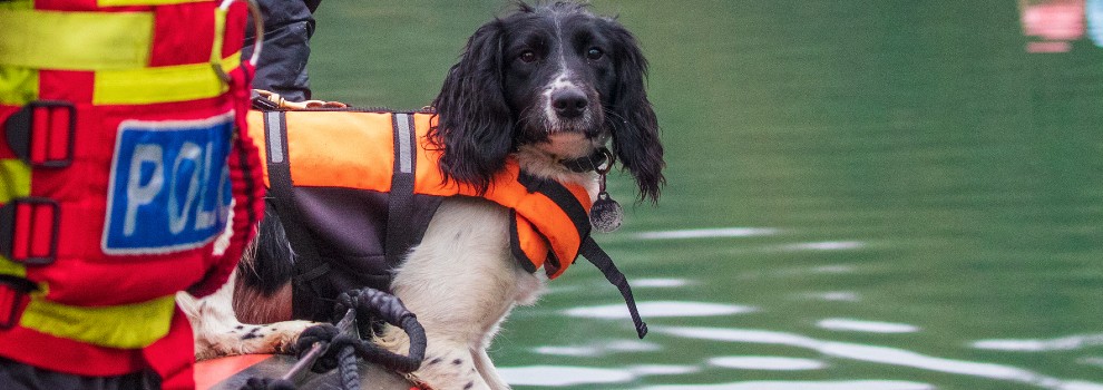 juvenile sprocker training as a sniffer dog with police in an inflatable boat on a lake © RSPCA