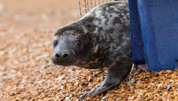 grey seal released on the beach after rehabilitation at an RSPCA wildlife centre