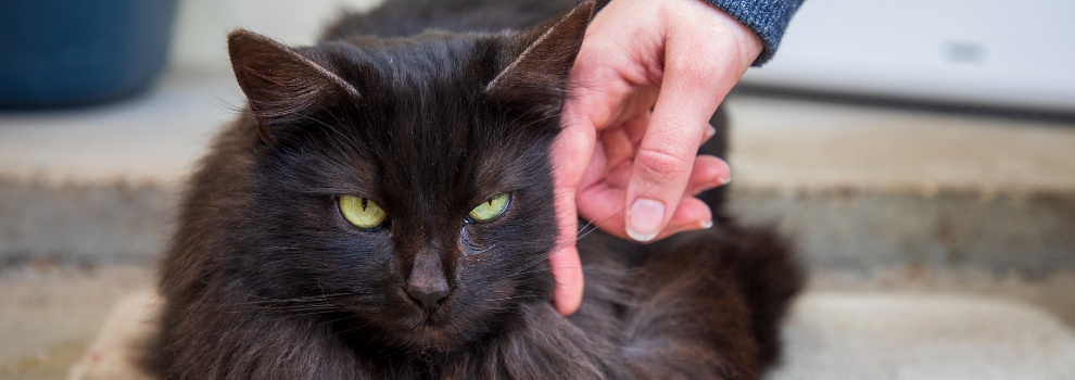 Pet Advice & Tips | RSPCA Pet Advice & Tips | RSPCA