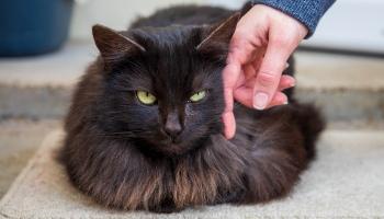 black long haired cat being stroked