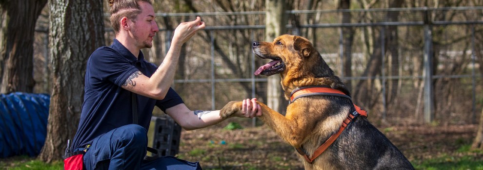 Dog Training College Station