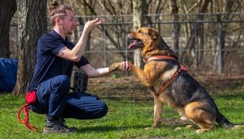 german shepherd taking a treat for a paw outdoors